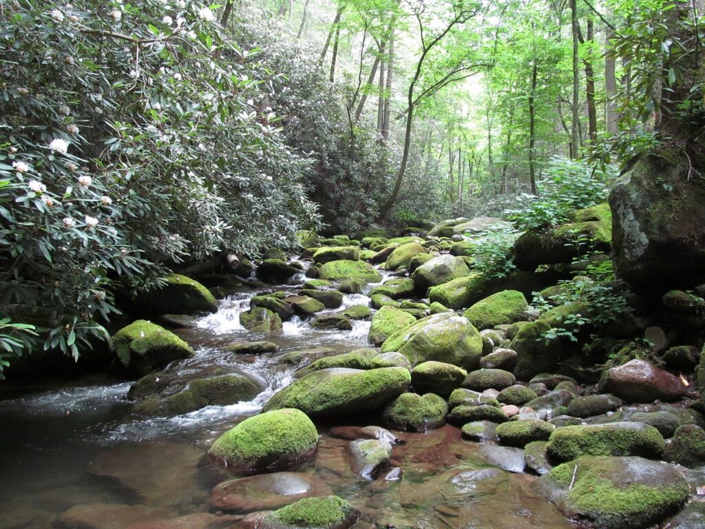 best things to do in Gatlinburg tennessee